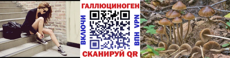 сколько стоит  Безенчук  Псилоцибиновые грибы Psilocybine cubensis 